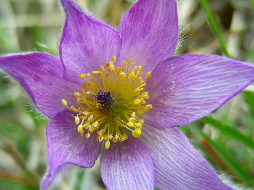 Pulsatilla vulgaris / Pulsatilla comune